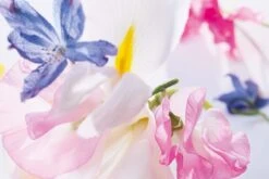 Dior Miss Vrouwen 50 Ml -Damesparfum Winkel 1200x800 15