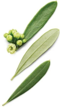 Giorgio Armani Armani Code 125 Ml - Eau De Toilette - Herenparfum -Damesparfum Winkel 678x1200 3